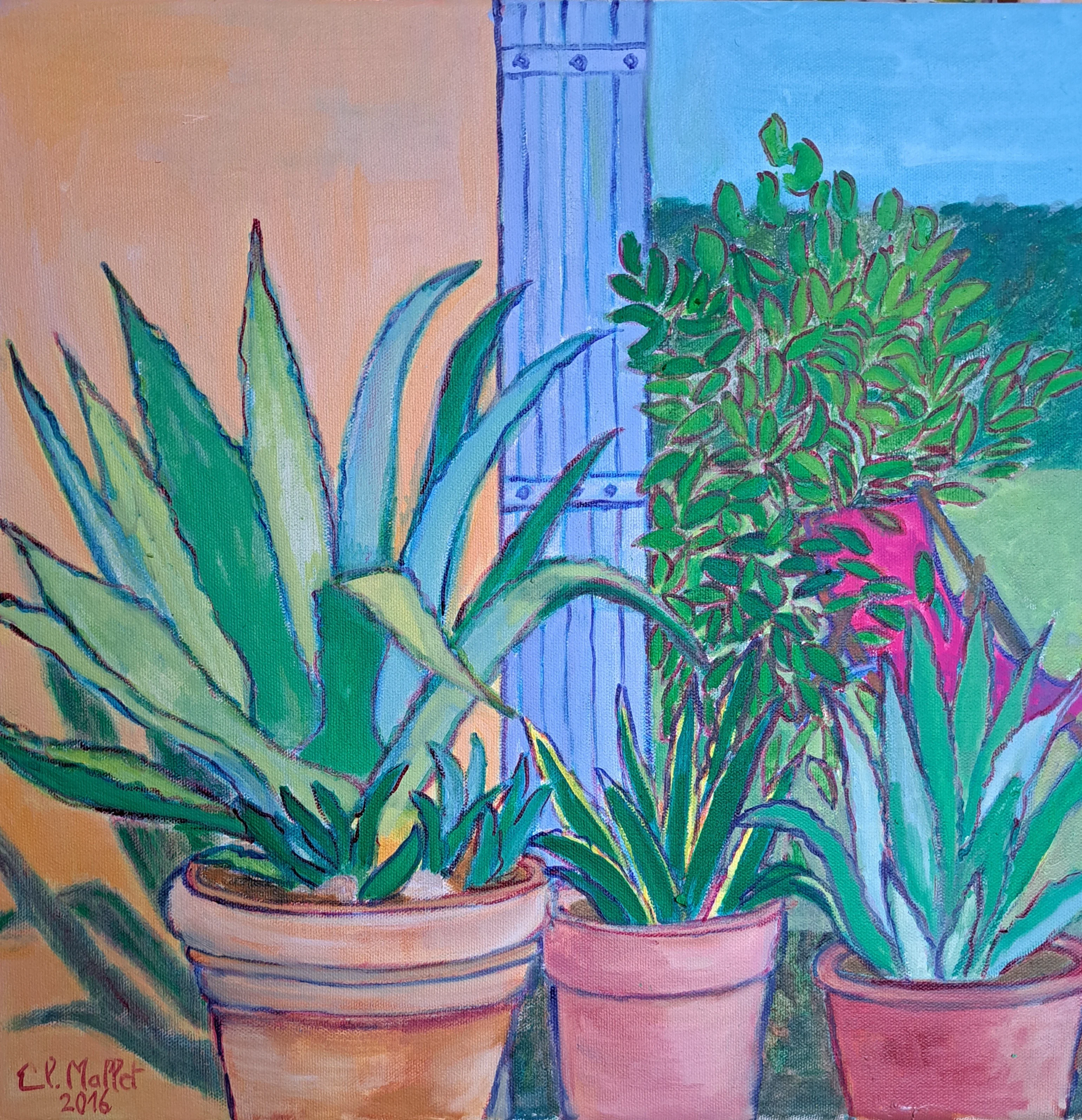 Merveilleux agaves 