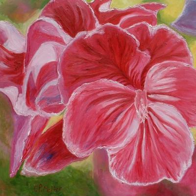 Hibiscus