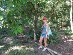 Cacaoyer. Région de Belem. Amazonie Brésil Claire Mallet